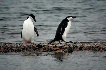 These penguins have a white face but the top of the head is black with a narrow black band that resembles a chinstrap. The bill is short and black, and like other penguins Chinstraps have a black back and white underside
